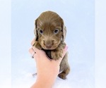 Small #6 Dachshund