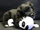 Puppy 0 Australian Shepherd
