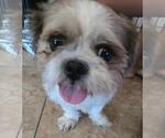 Small #2 Shih Tzu