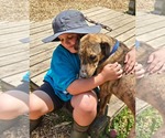 Small #4 Labrador Retriever Mix
