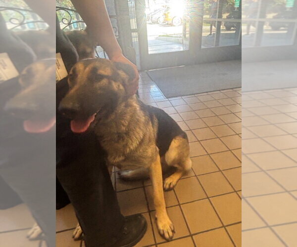 Medium Photo #1 German Shepherd Dog Puppy For Sale in Burbank, CA, USA