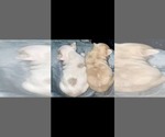 Small #9 French Bulldog