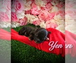 Puppy Yen YorkiePoo