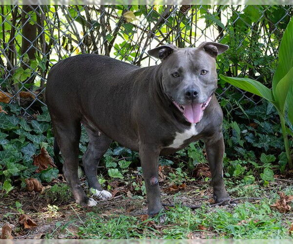 Medium Photo #1 Staffordshire Bull Terrier Puppy For Sale in Easton, MD, USA