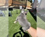 Small #5 French Bulldog