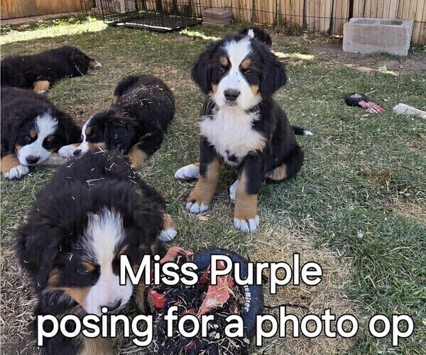 Medium Photo #14 Bernese Mountain Dog Puppy For Sale in SALMON, ID, USA