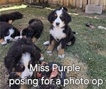 Small Photo #14 Bernese Mountain Dog Puppy For Sale in SALMON, ID, USA