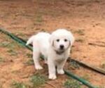 Puppy 11 Great Pyrenees