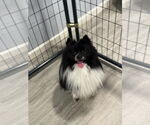 Small #3 Pomeranian