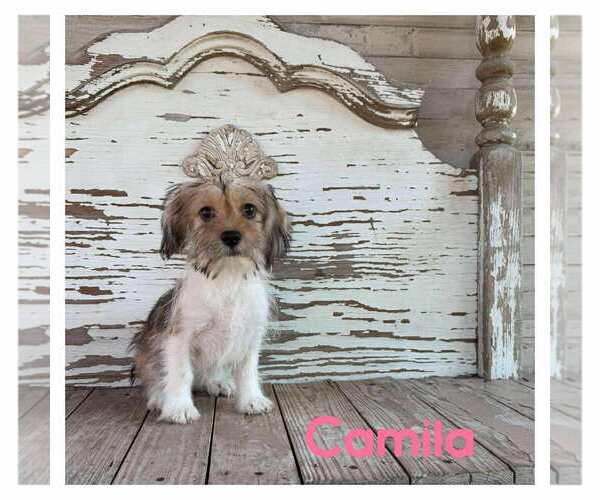 Medium Photo #1 Mutt Puppy For Sale in Boonton, NJ, USA