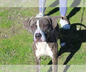 American Staffordshire Terrier Dogs for adoption in Abbeville, LA, USA