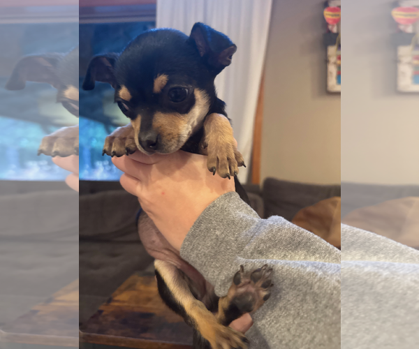 Medium Photo #4 Chihuahua-Unknown Mix Puppy For Sale in Bellevue, WA, USA