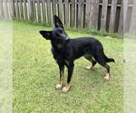 Small #2 German Shepherd Dog