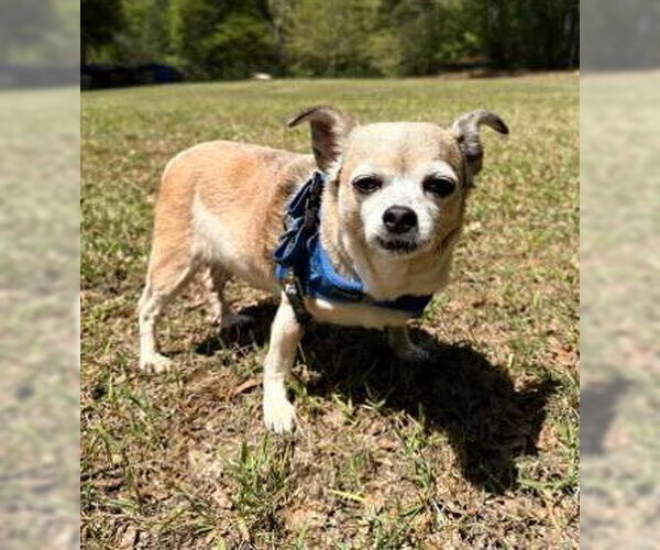 Medium Photo #4 Chihuahua Puppy For Sale in Attalka, AL, USA