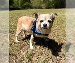 Small #3 Chihuahua