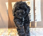 Small #1 Poodle (Miniature)