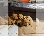 Small #5 Goldendoodle (Miniature)