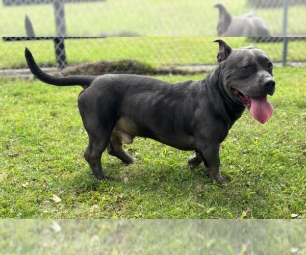 Medium Photo #1 American Pit Bull Terrier-Unknown Mix Puppy For Sale in Texas City, TX, USA