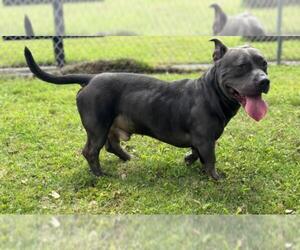 American Pit Bull Terrier-Unknown Mix Dogs for adoption in Texas City, TX, USA