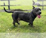 Small American Pit Bull Terrier Mix