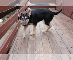 Small Photo #3 German Shepherd Dog Puppy For Sale in PINE MOUNTAIN CLUB, CA, USA