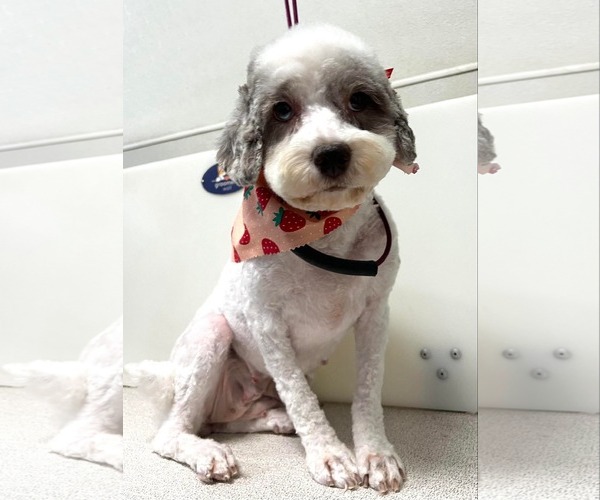 Medium Photo #2  Puppy For Sale in , 