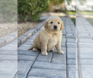 Golden Retriever Puppy for sale in VICTORVILLE, CA, USA