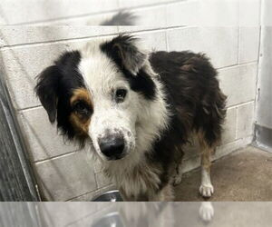 Australian Shepherd Dogs for adoption in San Bernardino, CA, USA