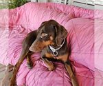 Small #24 Doberman Pinscher