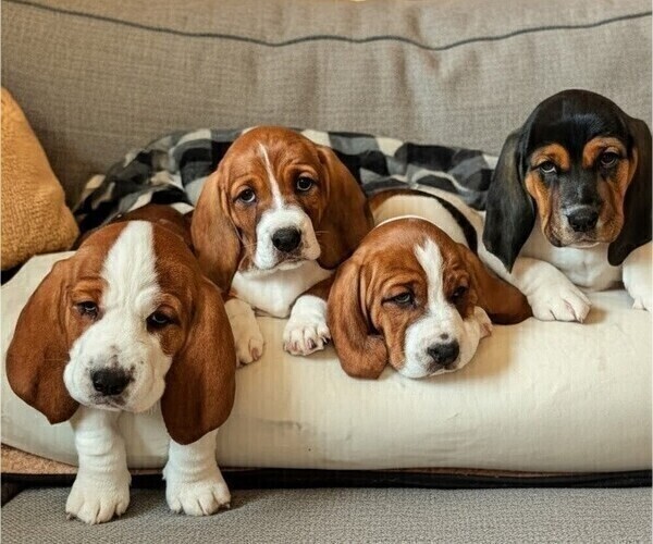 Medium Photo #1 Basset Hound Puppy For Sale in ANGIER, NC, USA