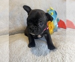 Small Photo #11 Faux Frenchbo Bulldog Puppy For Sale in HOODSPORT, WA, USA