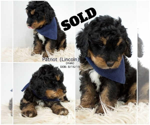 Medium Photo #7 Bernedoodle Puppy For Sale in FLOYD, IA, USA