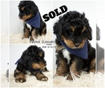Small Photo #7 Bernedoodle Puppy For Sale in FLOYD, IA, USA