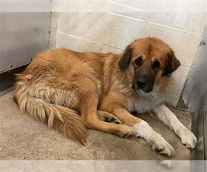 Anatolian Shepherd-Saint Bernard Mix Dogs for adoption in San Bernardino, CA, USA