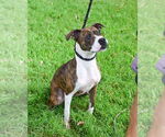 Small #3 American Pit Bull Terrier Mix