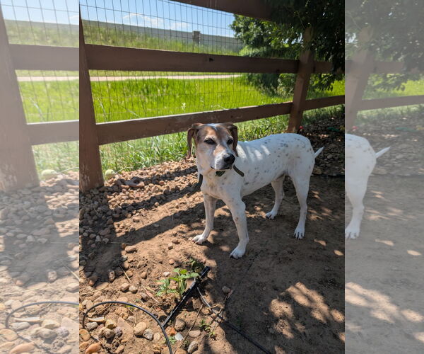 Medium Photo #1 English Foxhound-Unknown Mix Puppy For Sale in Aurora, CO, USA