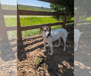 English Foxhound-Unknown Mix Dogs for adoption in Aurora, CO, USA