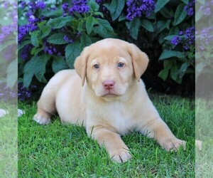 Labrador Retriever Puppy for sale in MYERSTOWN, PA, USA