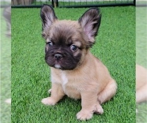 French Bulldog Puppy for sale in LAS VEGAS, NV, USA
