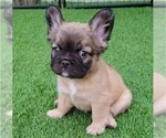 Image preview for Ad Listing. Nickname: Teddy