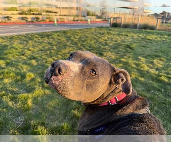 Medium Photo #1 American Pit Bull Terrier Puppy For Sale in Berkeley , CA, USA