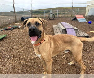 Medium Black Mouth Cur Mix