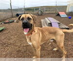Small Black Mouth Cur Mix