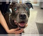 Small #1 American Pit Bull Terrier