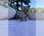 Small #8 French Bulldog