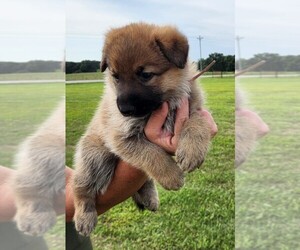 German Shepherd Dog Litter for sale in MOUNTAIN GROVE, MO, USA