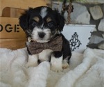 Small Photo #5 F2 Aussiedoodle Puppy For Sale in HONEY BROOK, PA, USA