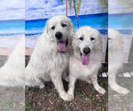 Small #8 Great Pyrenees