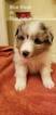 Small Photo #3 Shetland Sheepdog Puppy For Sale in MOUNT WASHINGTON, KY, USA