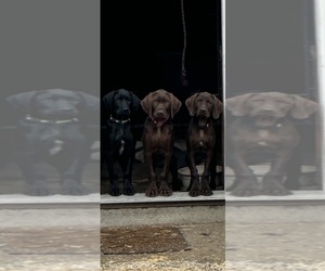 Pudel Pointer Puppy for sale in OAK HARBOR, OH, USA